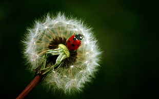 red and black Coccinellidae ladybug on white dandelion