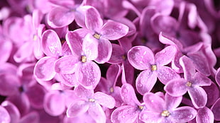 purple flowers HD wallpaper