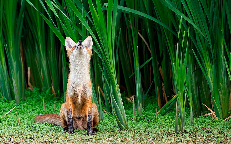 red fox beside green leaf plants HD wallpaper