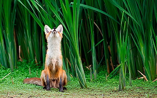 red fox beside green leaf plants