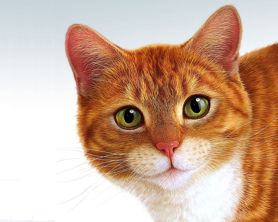 orange and white mackerel tabby cat, animals, cat HD wallpaper