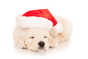 dog sleeping with Santa hat HD wallpaper
