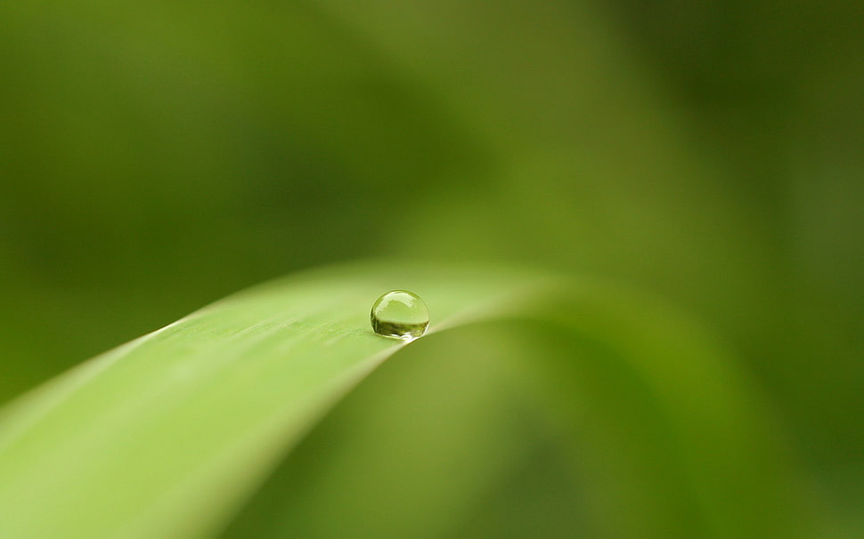 water droplet, simple background, water drops, leaves, macro HD wallpaper
