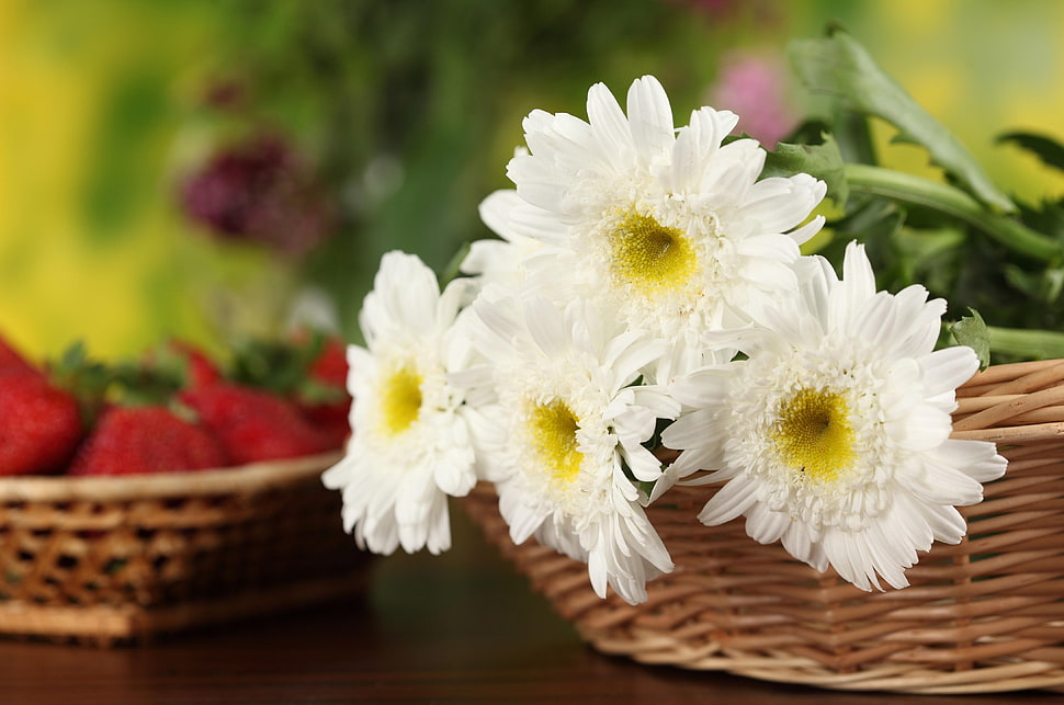 close up photography of four white Daisy flowers HD wallpaper