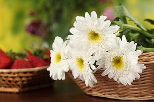 close up photography of four white Daisy flowers