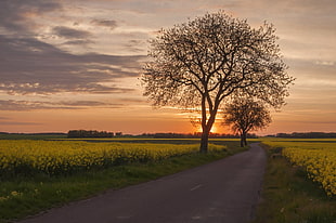 silhouette photo of bare tree near gray concrete road