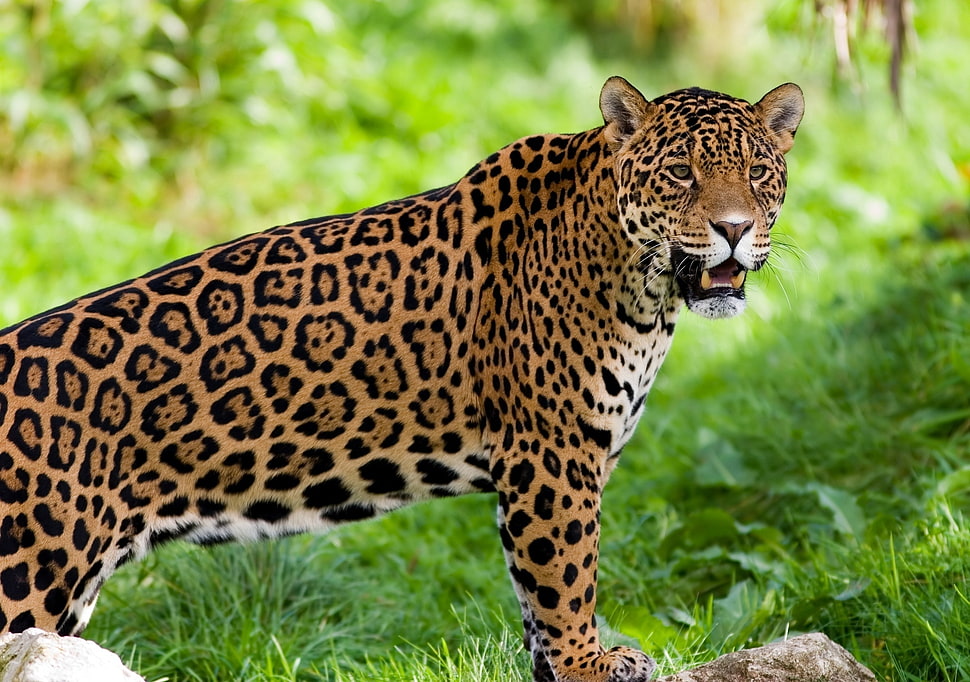 Leopard on green grass HD wallpaper