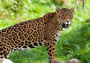 Leopard on green grass