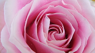 close up photography of pink rose HD wallpaper