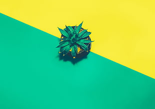 green succulent plant on textile