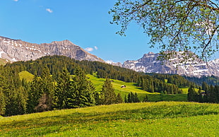 green grass field surrounded by green leaved trees near snow covered mountains during daytime