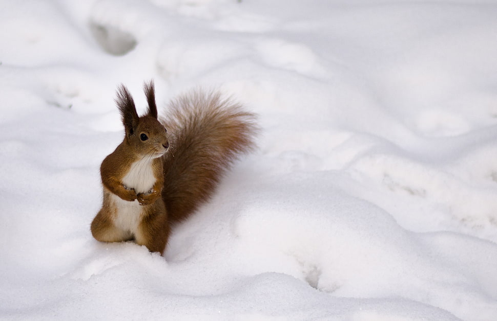 Squirrel standing in the snow HD wallpaper
