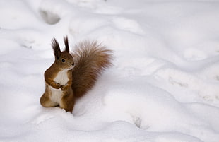 Squirrel standing in the snow