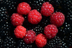 nine raspberries, Raspberries, Blackberries, Berries