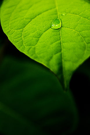 macro photography of green leaf with rain drop