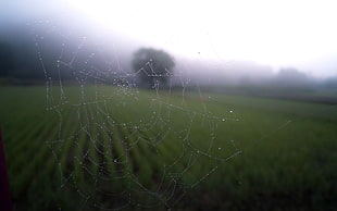 spider web, blurred, spider, field, landscape HD wallpaper