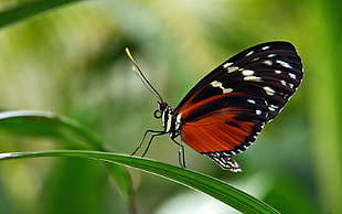 black and red butterfly standing on green leafed plant