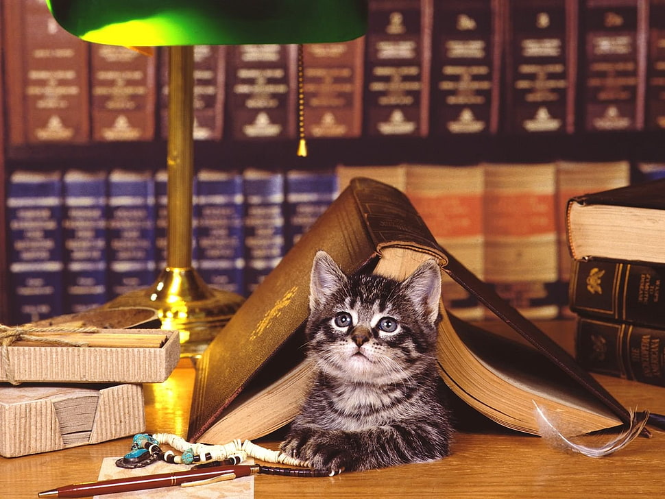 black tabby kitten under book HD wallpaper