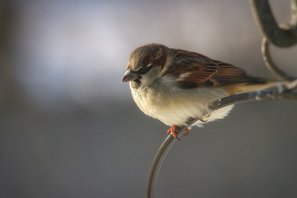 brown and black feather bird shallow focus photography HD wallpaper