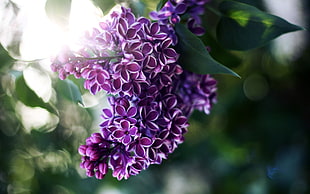 purple flower illustration
