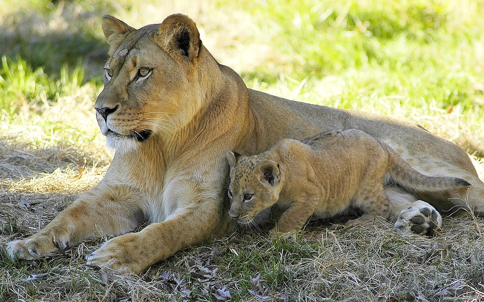 Lioness and cub laying on the ground HD wallpaper