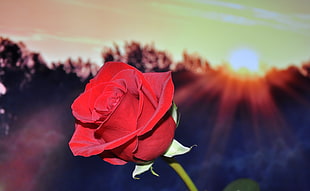 tilt shift photo of red rose