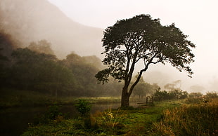 silhouette of tree with mountain range view covered with fog