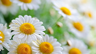 shallow photograph of daisies