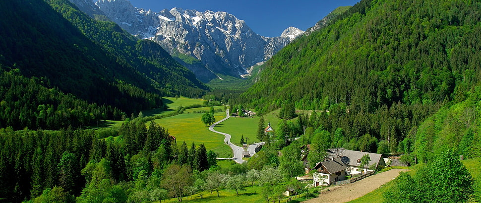 green pine trees and mountain, landscape HD wallpaper