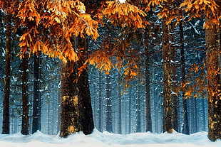 orange trees, snow, forest, cold, orange