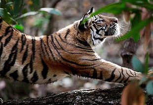 Bengal tiger, animals, feline, nature, tiger HD wallpaper