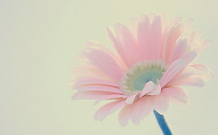 Pink petal flower HD wallpaper