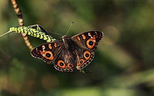close up photo of common Buckeyed butterfly