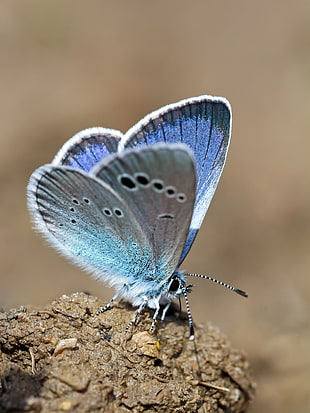 Silver Studded butterfly, green-underside blue HD wallpaper