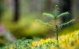 selective focus photography of green leaf plant HD wallpaper