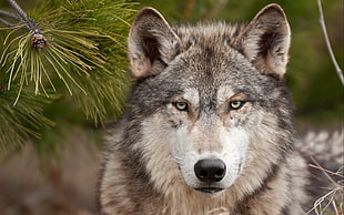 shallow focus photography of brown and gray wolf