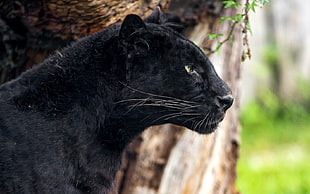 bokeh photo of black panther