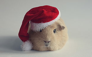 brown hamster with santa hat photography HD wallpaper