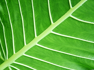 closeup view of green leaf
