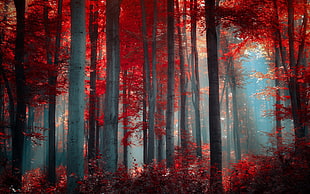 red leafed tree, red, forest, nature, trees HD wallpaper