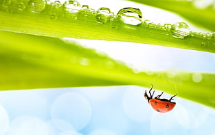 close-up photography of red Ladybug on green leaf during daytime
