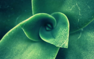 green plant, cross processing, closeup, plants, green HD wallpaper