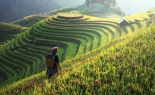 rice terraces field HD wallpaper