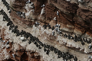 close up photography of mountain with flock of birds