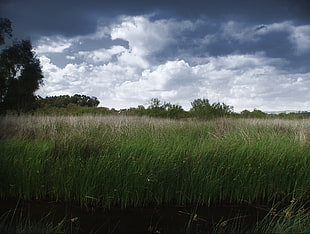 green grass field, landscape, clouds, sky, nature