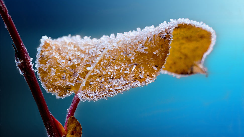 yellow icy leaf, leaves HD wallpaper