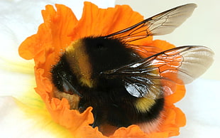 macro photo of a Bumble Bee on orange-petaled flower