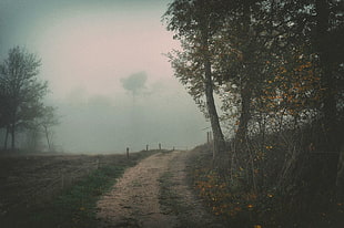gray trees, landscape, nature, dirt road, mist HD wallpaper