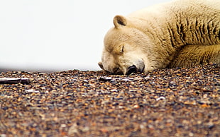 shallow focus photography of polar bear lying on ground
