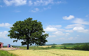 green tree near the grass field
